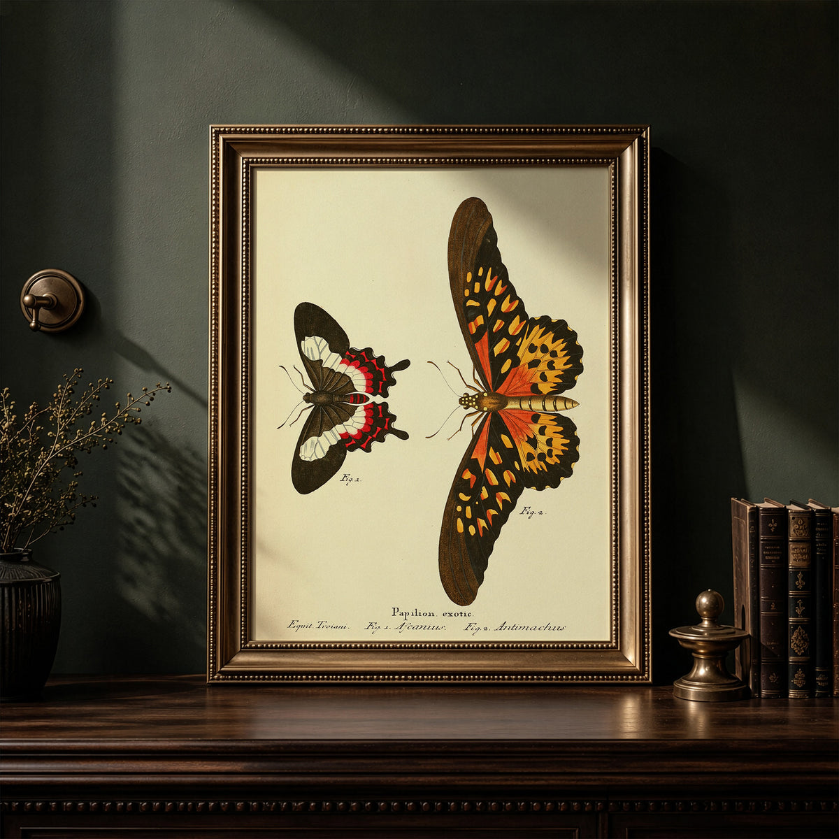 Antimachus Butterfly Art Print: 18th Century Hand-Colored Entomology Plate
